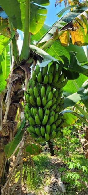 شقة Ti Coin Jardin La Paix المظهر الخارجي الصورة